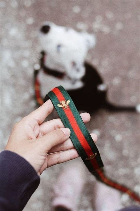 gucci dog leash and collar.